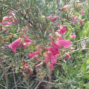 Eremophila alternifolia - Australian Native Plant