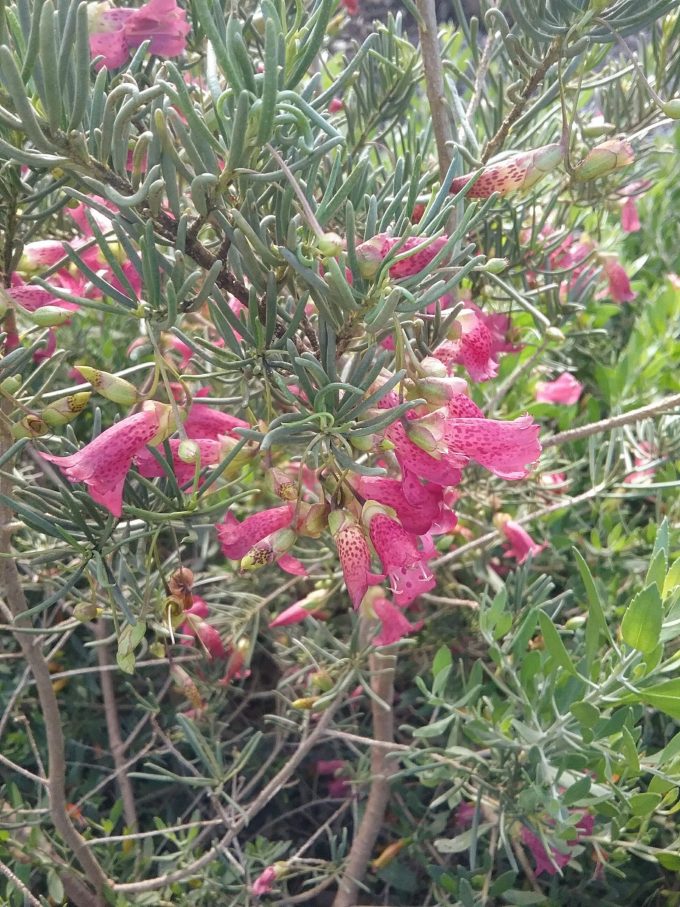 Eremophila alternifolia - Australian Native Plant