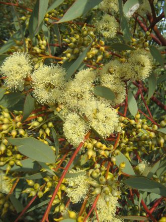 Eucalyptus yumbarrana 50 seeds