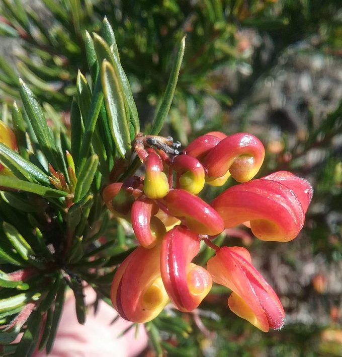 Grevillea Jubilee Australian native plant