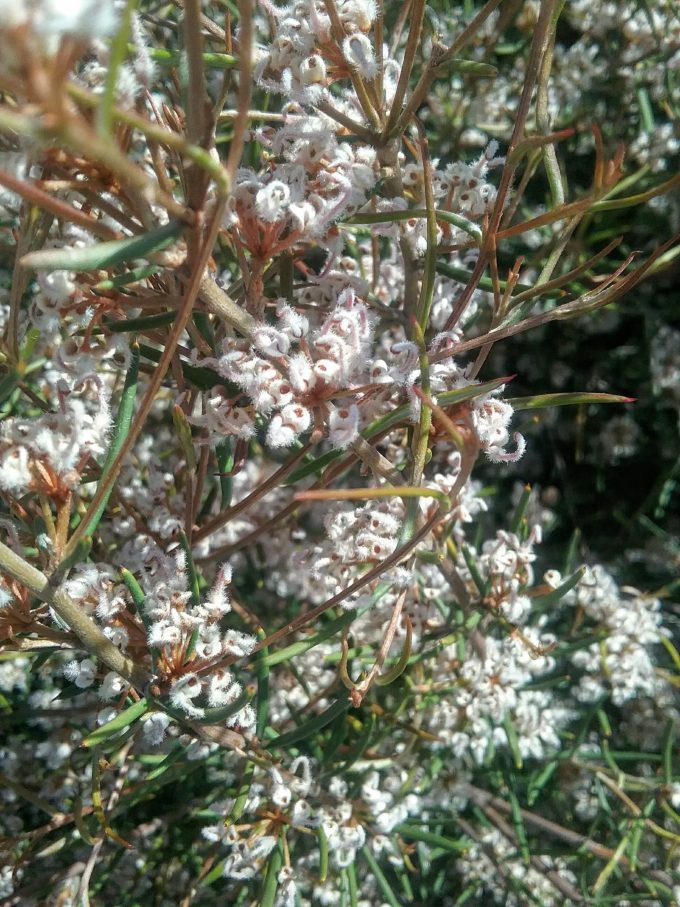 Grevillea umbellata Australian native Plant