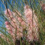 Hakea scoparia Australian Native Plant