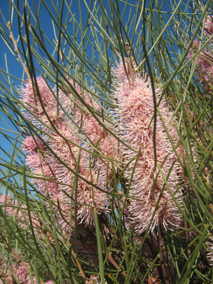 Hakea scoparia Australian Native Plant