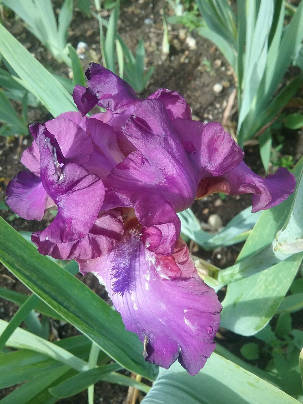 Tall Bearded Iris GYPSY ROMANCE in 68mm Super Tube – Trigg Plants