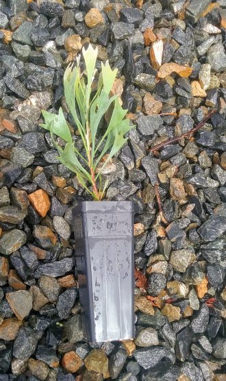 Isopogon trilobus (coneflower) in 50mm Forestry Tube