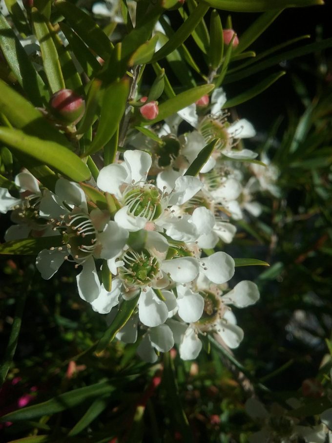Leptospermum Lemon Frost Australian Native Plant