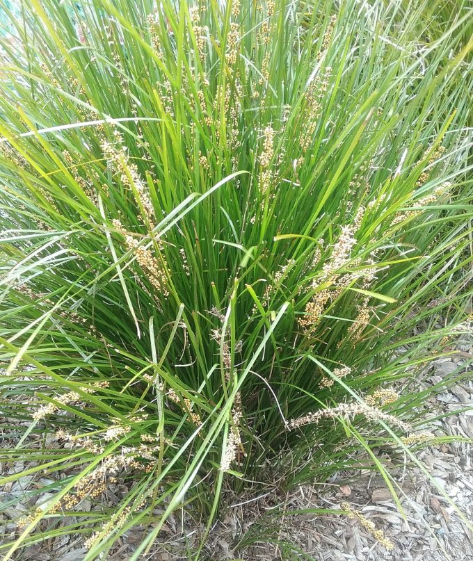 Lomandra Little Pal Australian native plant