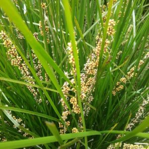 Lomandra Lime Tuff Australian Native Plant
