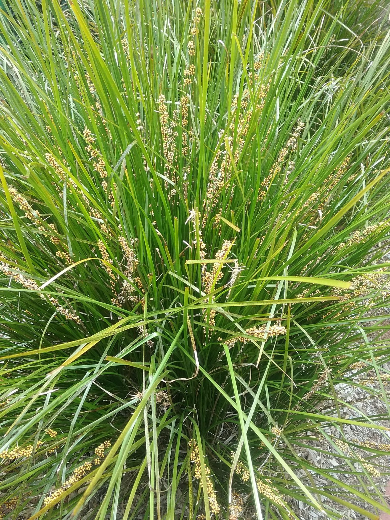 Lomandra Lime Tuff in 68mm Super Tube – Trigg Plants