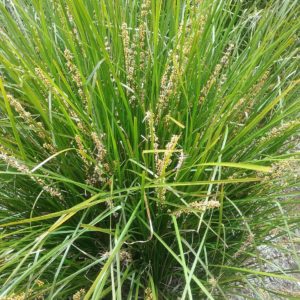 Lomandra Lime Tuff Australian native plant
