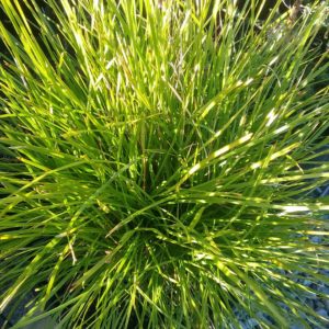 Lomandra Little Con Australian native plant