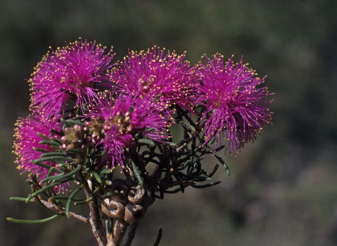 Melaleuca leuropoma Australian Native Plant