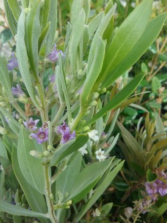 Eremophila hygrophana + Myoporum insulare 'Drysdale' Australian Native Plant