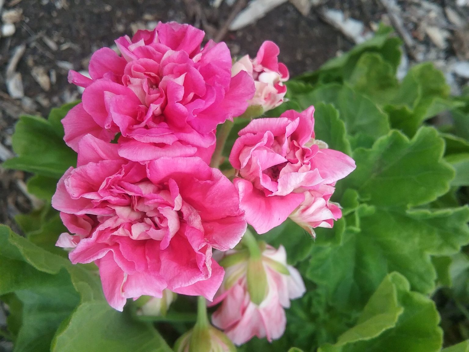 Pelargonium/Geranium Lara Anore in 68mm Super Tube Trigg Plants