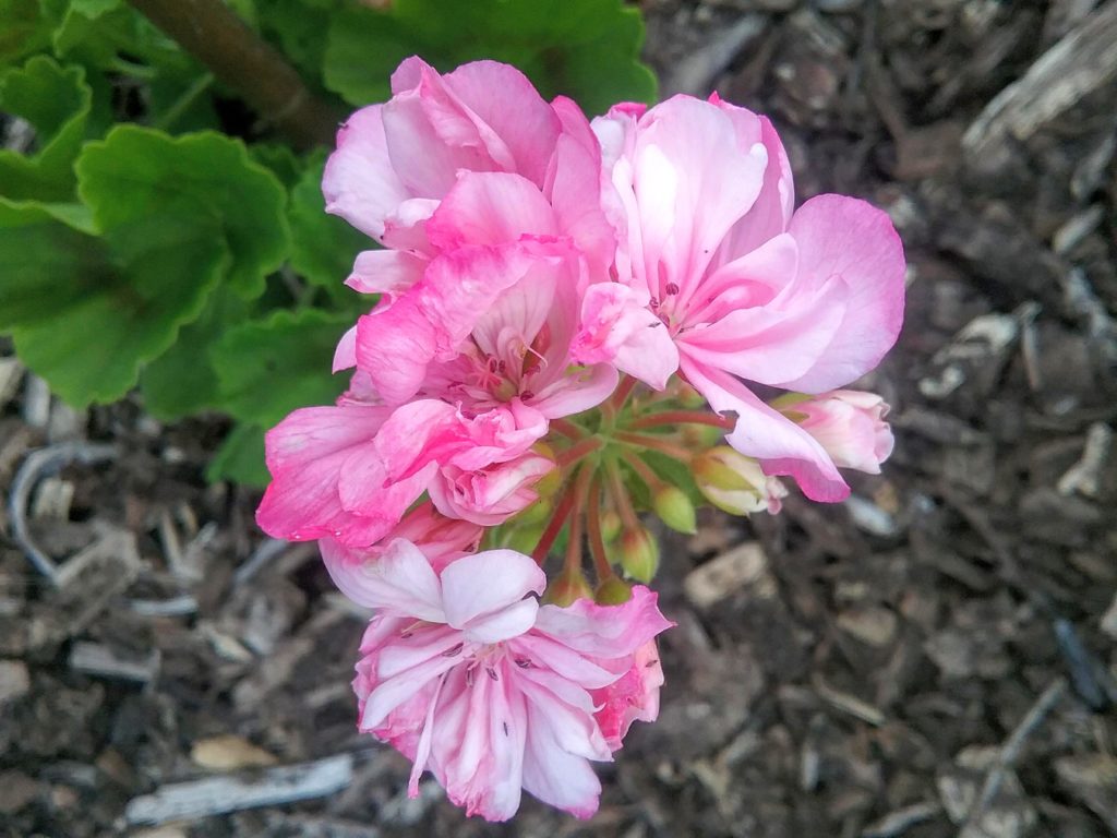 Pelargonium/Geranium Lilac Mist - Perennial Plant