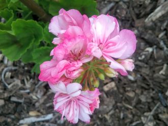 Pelargonium/Geranium Lilac Mist - Perennial Plant