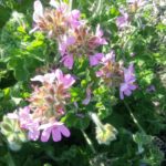 Pelargonium capitatum perennial plant