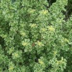 Pelargonium crispum variegatum - Perennial Plant