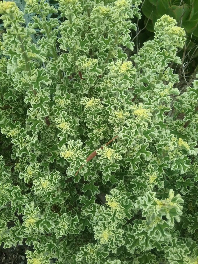 Pelargonium crispum variegatum - Perennial Plant