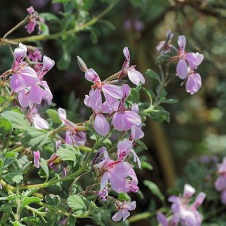 Pelargonium exstipulatum perennial plant
