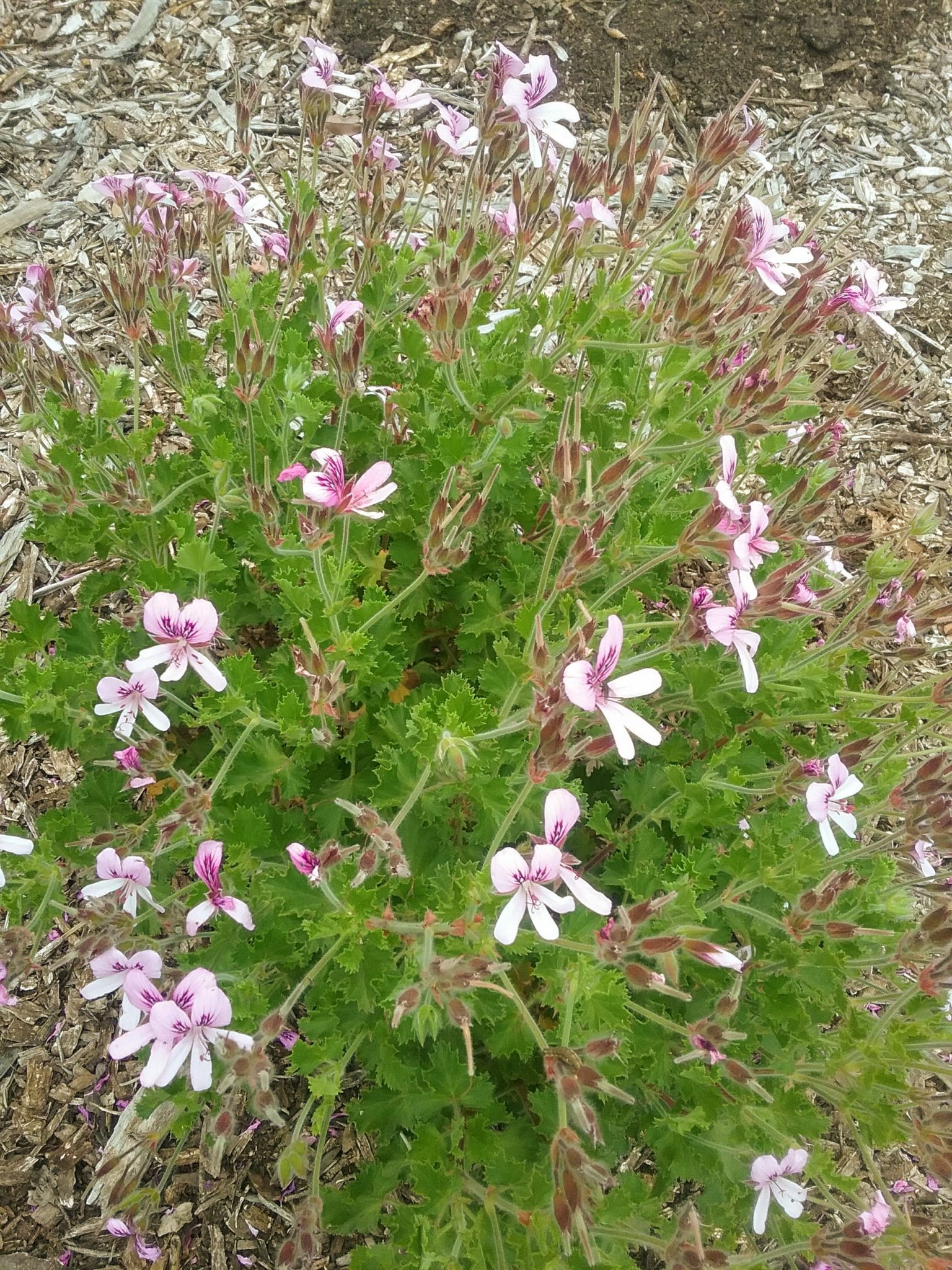 Pelargonium graveolens (Lemon Scented geranium) in 68mm Super Tube