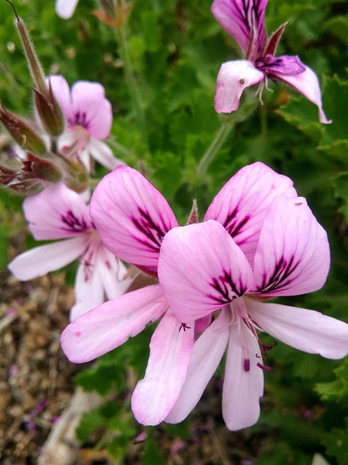 Pelargonium graveolens (Lemon Scented geranium) in 50mm forestry tube