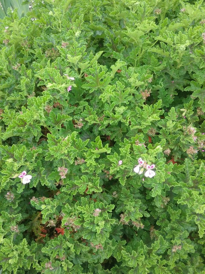 Pelargonium quercifolium - Perennial Plant