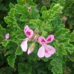 Pelargonium quercifolium - Perennial Plant