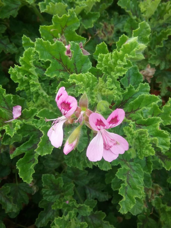 Pelargonium quercifolium - Perennial Plant