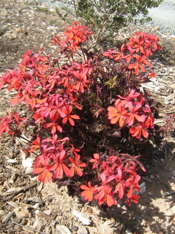 Pelargonium Tangerine - Perennial Plant