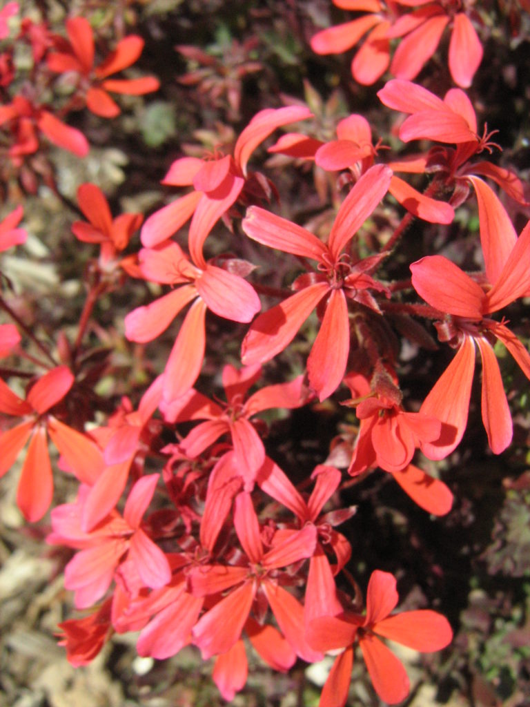 Pelargonium Tangerine - Perennial Plant