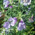 Prostanthera teretifolia Australian native plant
