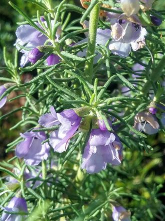 Prostanthera teretifolia Australian native plant