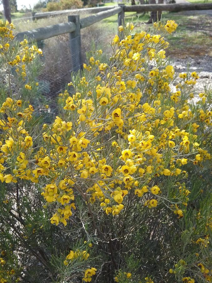 Senna artemisioides Australian Native Plant