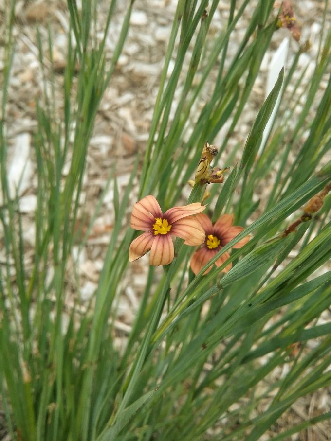 Sisyrinchium bermudiana Amber Star - Perennial Plant