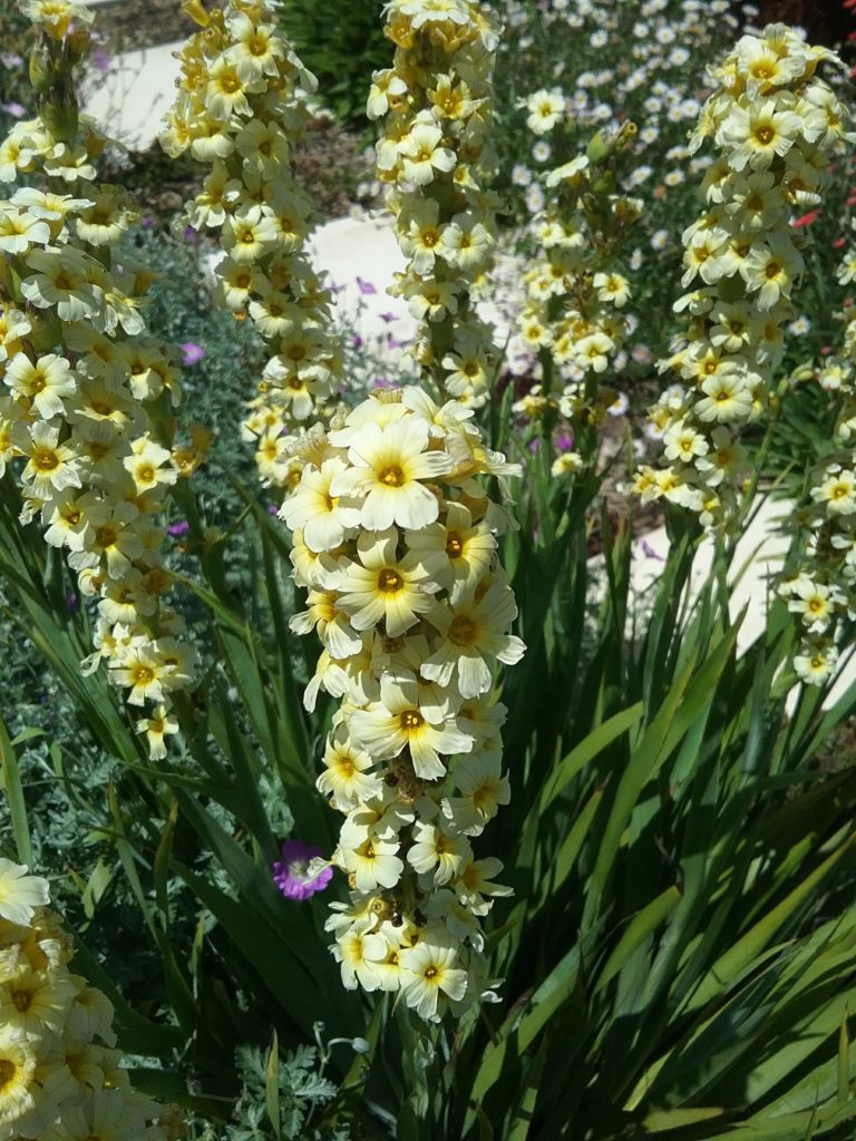 Sisyrinchium striatum - Perennial Plant