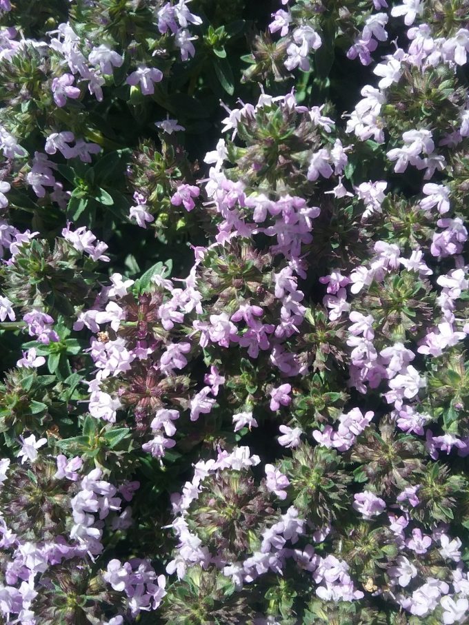 Carpet Thyme - Perennial Plant
