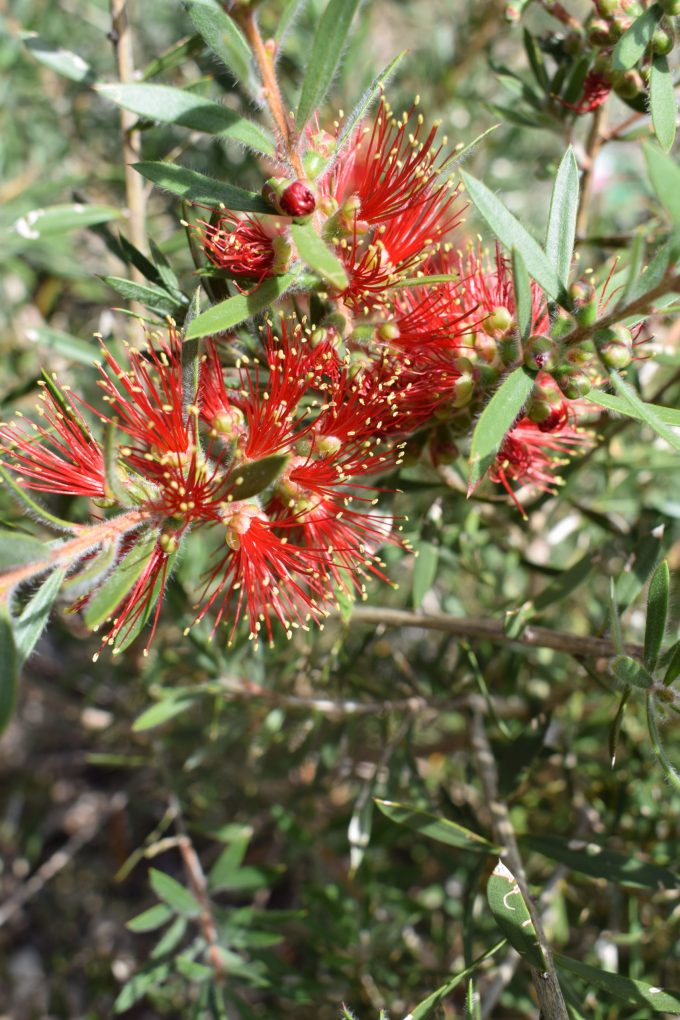 Callistemon Spot Fire Australian Native Plant
