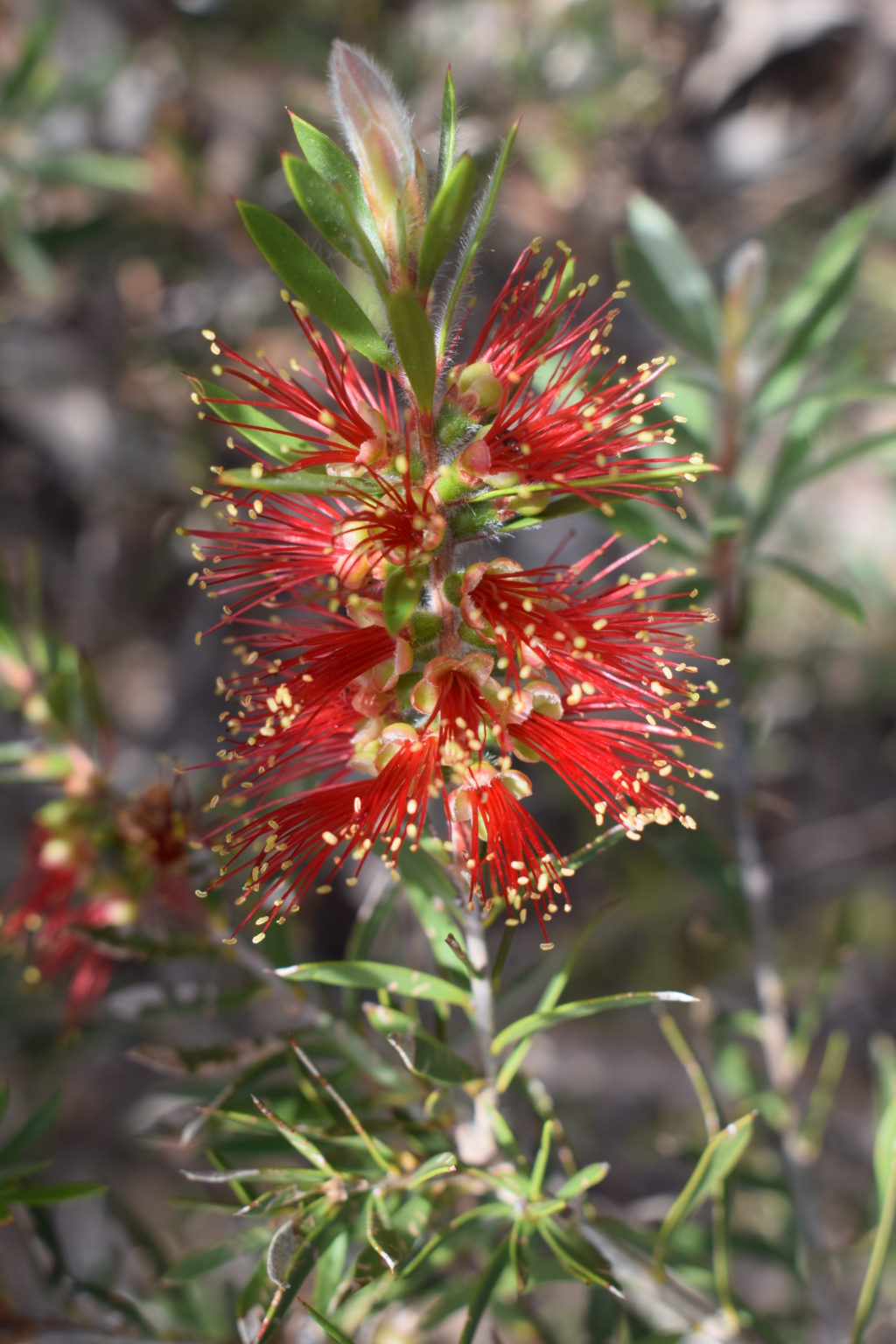 Callistemon Spot Fire in 50mm Forestry Tube – Trigg Plants