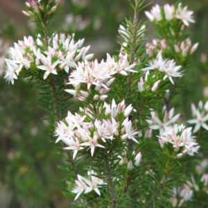 Calytrix tetragona Grampians form Australian Native Plant