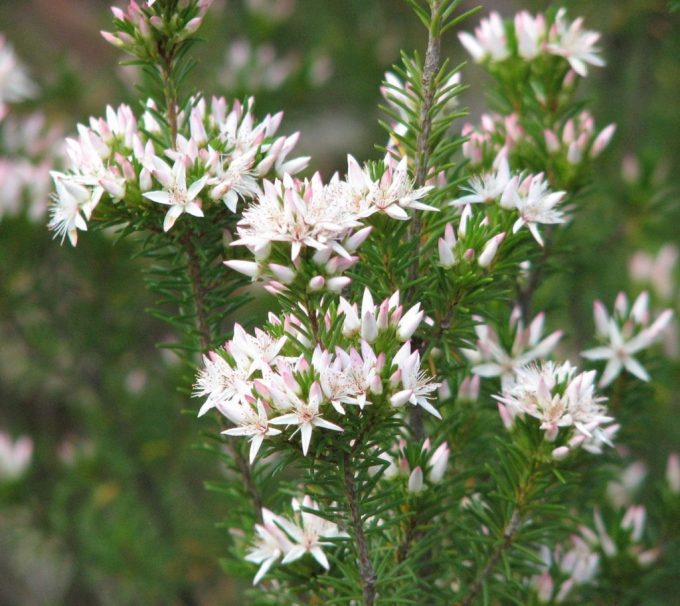 Calytrix tetragona Grampians form Australian Native Plant