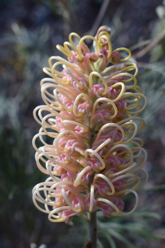 Grevillea Pink Surprise Australian native plant