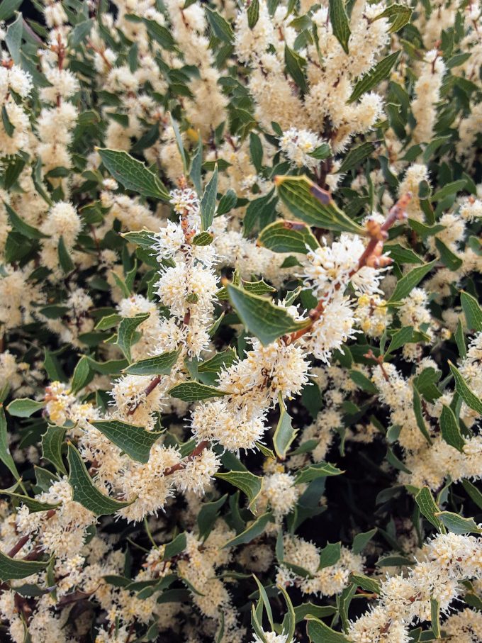 Hakea anadenia Australian native plant