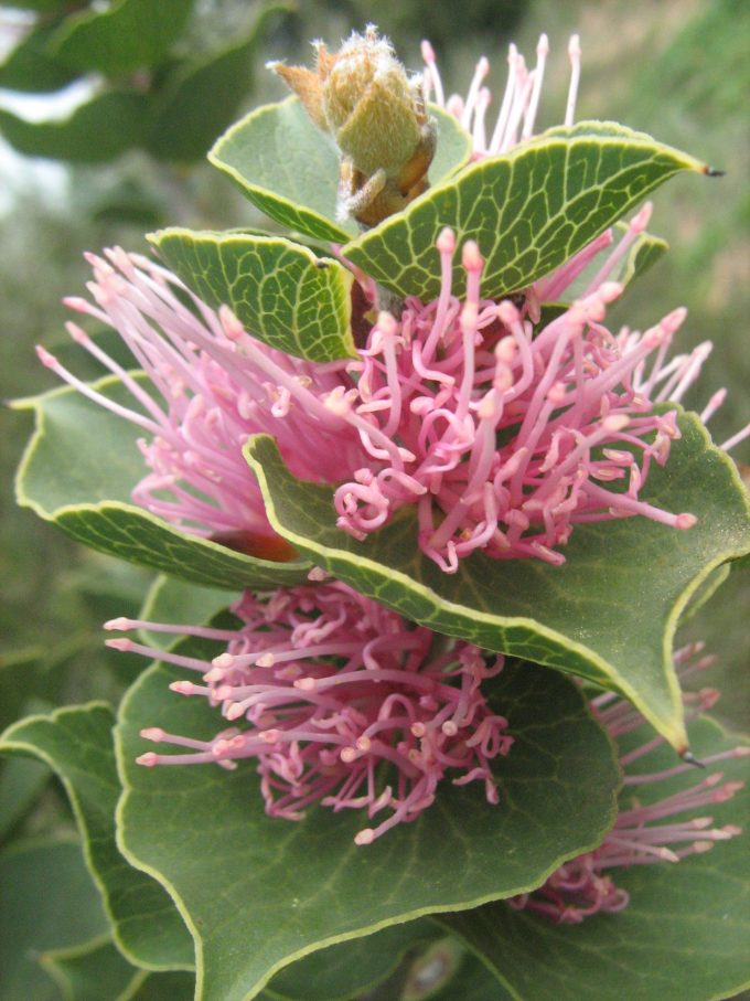 Hakea cucullata Australian native plant