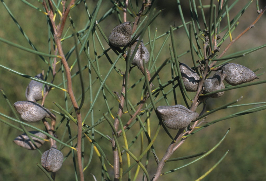 Hakea kippistiana Australian Native Plant