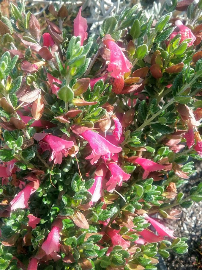 Prostanthera calycina Australian native plant