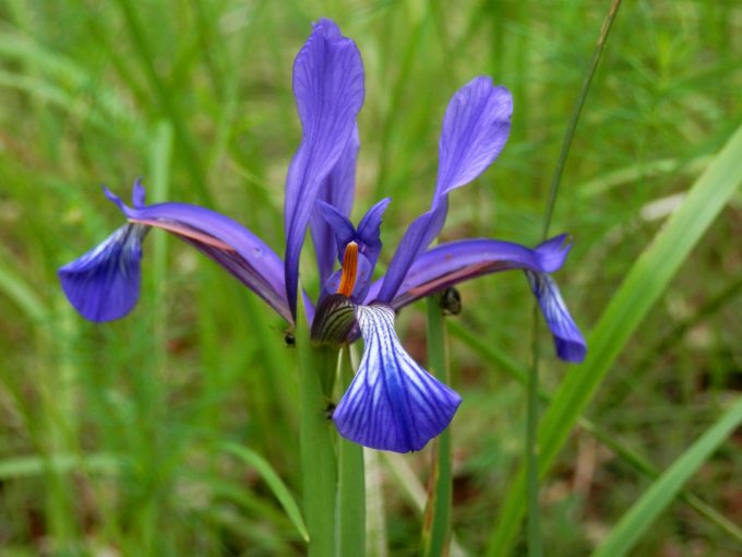 Iris sintensii - Perennial Plant