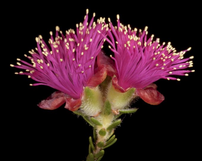 Eremaea purpurea Australian native plant