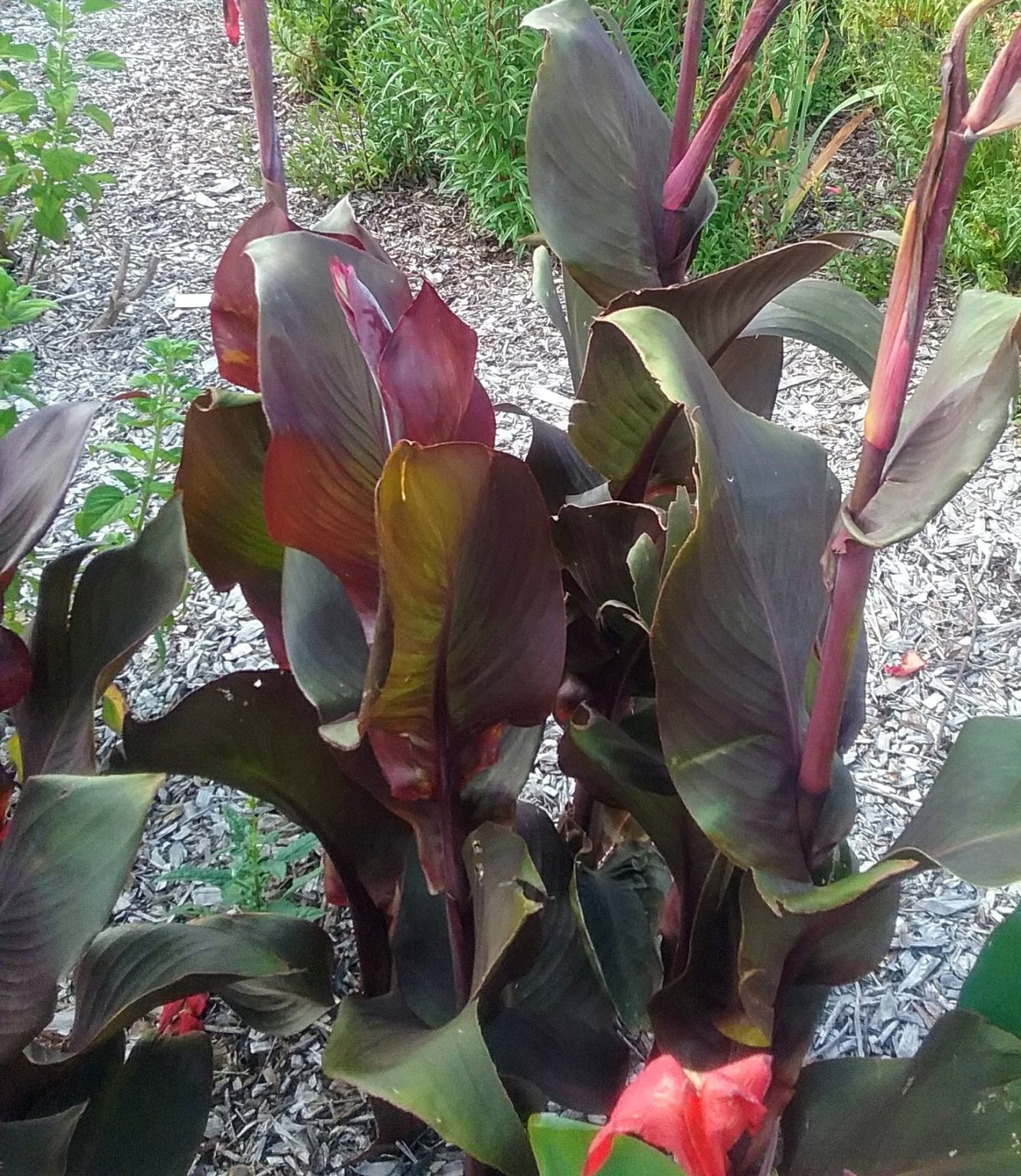 Canna lily Cleopatra Trigg Plants