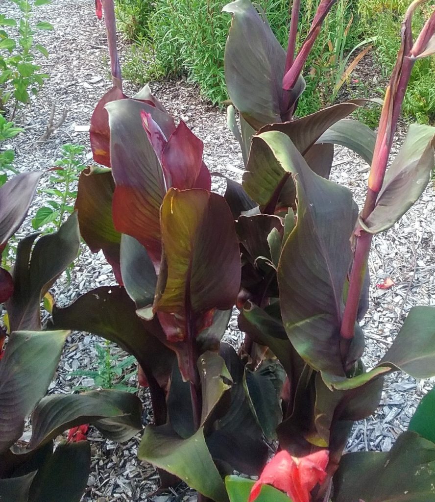 Canna lily Cleopatra Trigg Plants